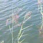 Image result for Phragmites mauritianus