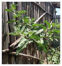 Image result for Clutia hirsuta