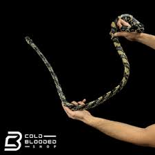 Image result for Spilotes pullatus