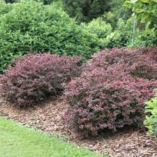 Image result for Berberis