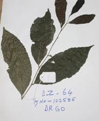 Image result for Drypetes gerrardii