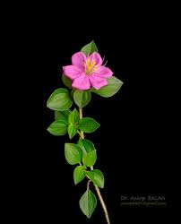 Image result for Dissotis multiflora