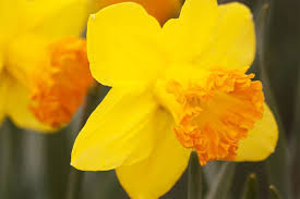 They are often a sign of honor for loved ones loss. Flowers In Chinese Culture The World Of Chinese