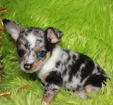 Chihuahua For Sale Hoobly Classifieds Chihuahua Puppies For Sale Teacup Chihuahua Puppies Chihuahua Puppies