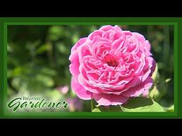 We did not find results for: Restoration Rose Volunteer Gardener Youtube