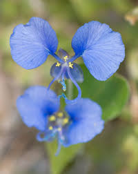 Image result for Commelina