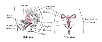 In developing regions, female internal migration tends to be higher than перевод female internal на русский. Female Internal Genital Organs Biology Read Write Learn And Apply Shaping Your World In Your Hands
