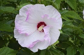 Image result for Hibiscus subreniformis