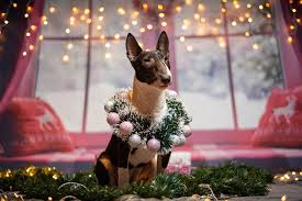 We did not find results for: Picture Bull Terrier Dog Christmas Wreath Balls Fairy Lights Animals