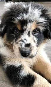 the australian shepherd puppies exercise needs australianshepherdsoftheday australianshepherdw komik hayvan sevimli hayvan yavrulari sevimli kopek yavrulari
