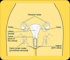 In some people, exposure to certain viruses, toxic chemicals, or abnormal amounts of radiation can cause changes in the parts of a cell's dna that normally control and limit cell. Surgery For Cancer Of The Uterus Cancer Council Nsw