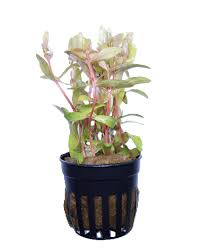 Image result for Nesaea