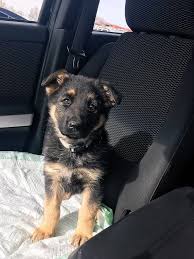 Lilly German Shepherd Dog At 8 Weeks Old Gsd Puppy Black And Tan Crazy Dog Lady Gsd Puppies German Shepherd Puppies