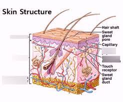 Chapter 5 A P Integumentary System Diagram Quizlet