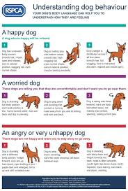 Understanding Your Dog S Body Language Rspca Dog Body Language Dog Training Dog Behavior
