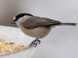 Maybe you would like to learn more about one of these? Sick Injured Birds Frequently Asked Questions The Rspb