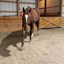 Profile for Shaw Stables