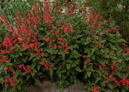 Image result for Salvia