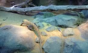Hilton Suggests Travel Blog Tips For Visiting The Bronx Zoo With Kids