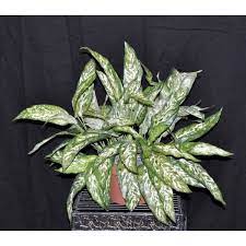 Pin On Aglaonema