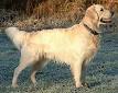 All About Tweed Water Spaniel - Origin, Extinction ...