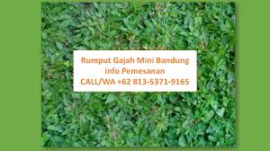Rumput gajah mini variegata rumput jepang rumput jepang ini meiliki tekstur sangat mirip dengan rumput peking, hanya saja kerapatan tumbuh kembangnya daun lebih jarang. Tlp Wa 62 813 5371 9165 Supplier Rumput Gajah Mini Bandung Jual Rumput Gajah Mini Bandung Jasa Pasang Rumput Gajah Mini Bandung Jual Rumput Gajah Mini Di Bandung Harga Rumput Gajah Mini Per Meter