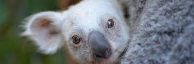 Dieren kleurplaat moeilijk kleurplaten apen. Koala