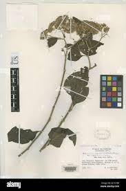 Image result for Bothriocline