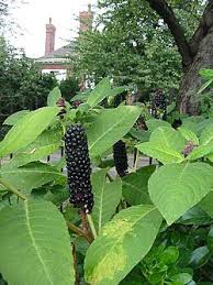 Image result for Phytolaccaceae