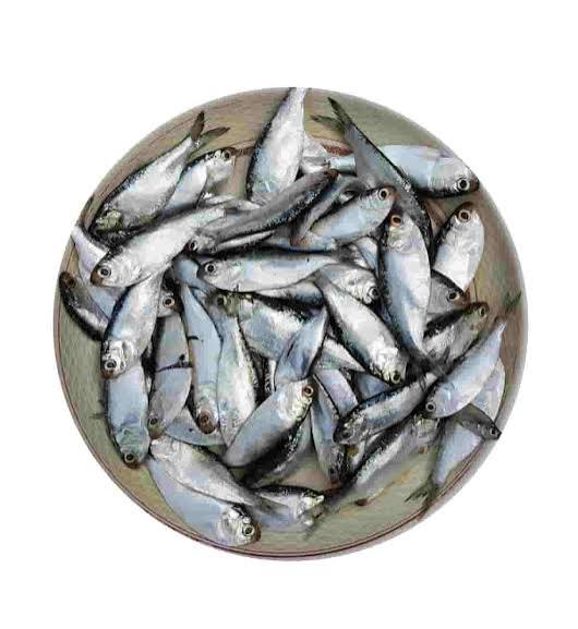 চাপিলা মাছ