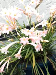 Image result for Cyrtanthus mackenii