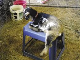 Newborn Goats And The First Days Of Life Off To A Good Start
