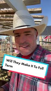 Two of Baxter’s girlfriends are almost to full term. Fingers crossed.  #babygoats #cowboymax