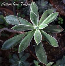 Maybe you would like to learn more about one of these? La Planta Suculenta Llamada Echeveria Peluda Echeveria Pulvinata