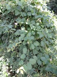 Image result for Psophocarpus scandens
