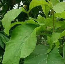 Search the world's information, including webpages, images, videos and more. 10 Manfaat Daun Jati Dan Kandungan Senyawa Daun Jati