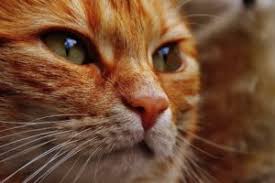 Cats diagnosed with cancer can have a varying prognosis depending on the type of cancer, location, and other associated symptoms. The Cancer Cats Get In Their Mouths Vetchick Com