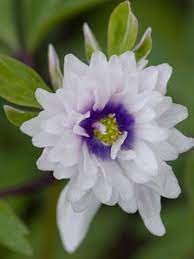Anemone Nemorosa Blue Eyes Vakre Blomster Anemoner Ridderspore