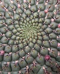 Maybe you would like to learn more about one of these? Fractal Cactus Universe Seni Kaktus Unik
