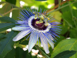 passiflora carkifelek bitkisi nedir nerelerde kullanilir carkifelek bitkisinin faydalari nelerdir saglik haberleri ntv