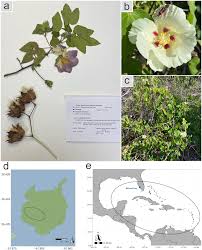 Image result for Gossypium