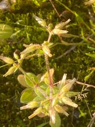 Image result for Cerastium glomeratum