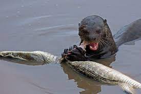 Vicious Giant Otter Killed And Ate A Crocodile Giant River Otter Otters River Otter