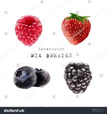 Blackberry Watercolor Raspberry Water Color Fruit Blueberry Strawberry Paint Watercolur Wild Berry Fresh Fruit Concept Illust Organic Recipes Wild Berry Fruit