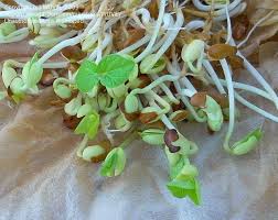 Image result for Macrotyloma daltonii