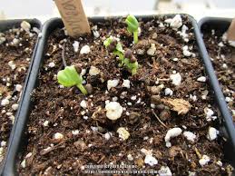 We did not find results for: Photo Of The Seedling Or Young Plant Of Hibiscus Hibiscus Acetosella Mahogany Splendor Posted By Janinilulu Garden Org