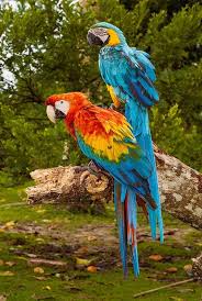 Birds On The Amazon River Parrots Rainforest Marshland Wild Animal Jungle Peru Wild Animals Photos Animals Wild Pet Birds