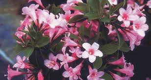 Check spelling or type a new query. Top 12 Small Trees Shrubs To Attract Butterflies Birds My Garden Life