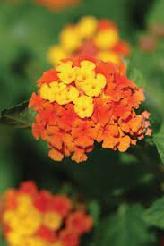 Texas Annuals From Burpee Home Gardens Calloways Nursery Plants Lantana Trees To Plant