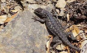 Environmental Protection Information Center Epic Creature Feature Northwestern Fence Lizard